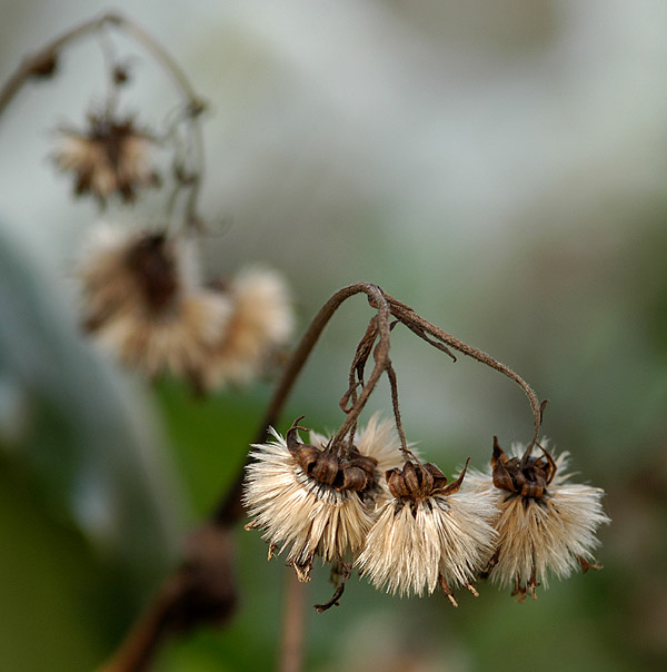 фото "My dead Flower" метки: природа, цветы