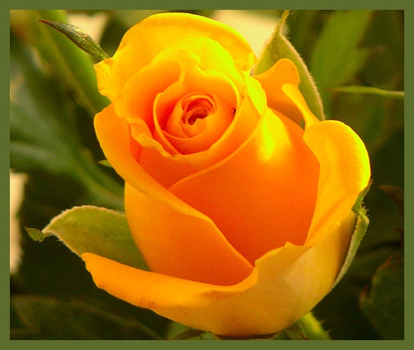 photo "Rose-1" tags: nature, flowers