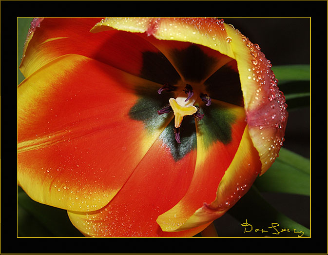 photo "With spring..." tags: nature, macro and close-up, flowers