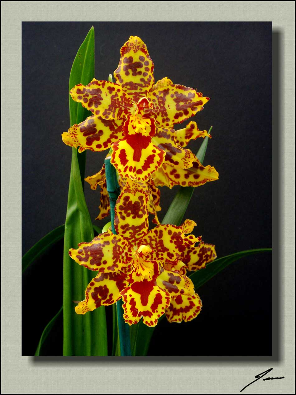 photo "Store Bought" tags: misc., 
