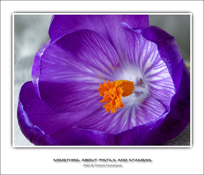фото "Кое-что о пестиках и тычинках-12" метки: макро и крупный план, природа, цветы