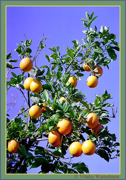 photo "Oranges" tags: nature, misc., flowers