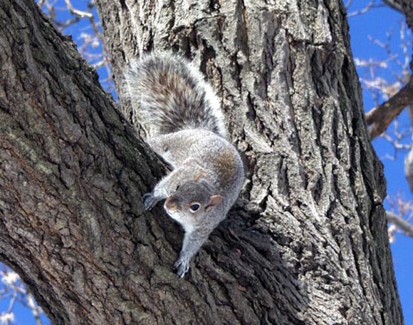 photo "Hi Ya" tags: nature, wild animals