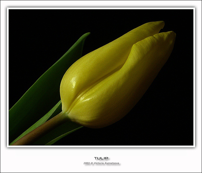 фото "Tulip" метки: макро и крупный план, природа, цветы