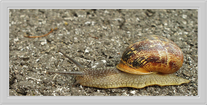 photo "The Snail" tags: macro and close-up, nature, 