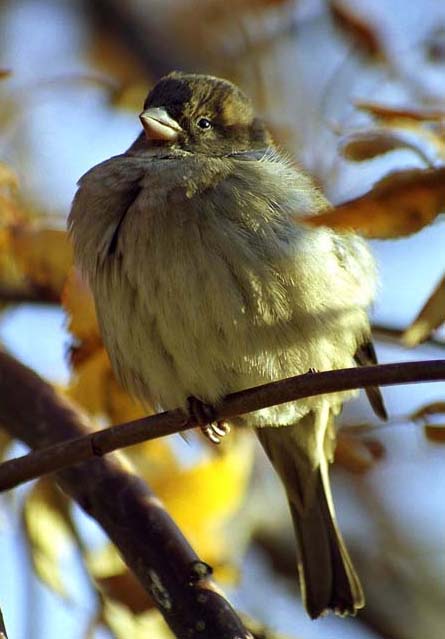 photo "Untitled photo" tags: nature, wild animals