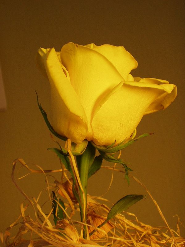 photo "Yellow rose" tags: nature, still life, flowers