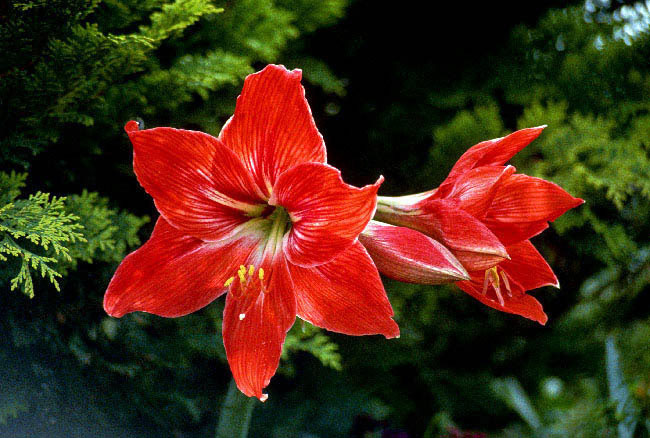 photo "green and red" tags: nature, flowers
