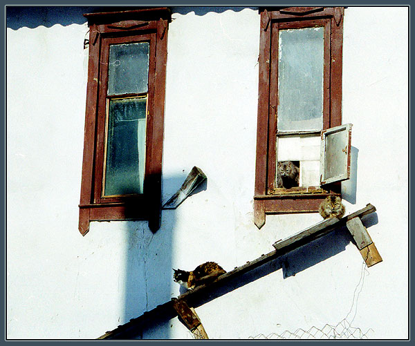 photo "The house of cats" tags: nature, architecture, landscape, pets/farm animals