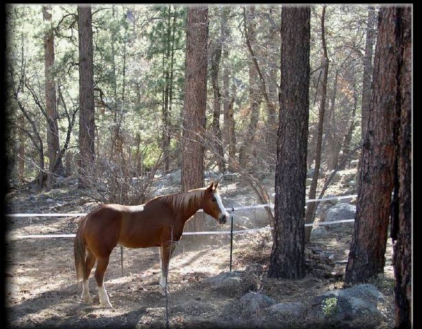 photo "Watcher in the Woods" tags: nature, landscape, forest, pets/farm animals