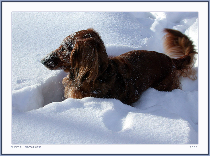 photo "Laying a road" tags: nature, genre, pets/farm animals