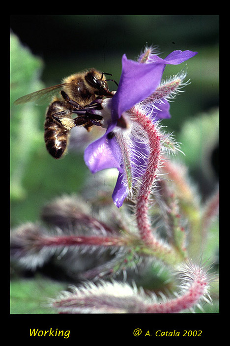 photo "abeja" tags: nature, insect