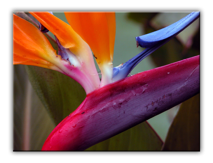 фото "Colors" метки: природа, цветы