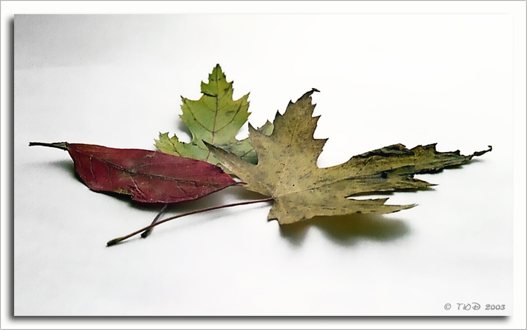 photo "Herbarium" tags: still life, 