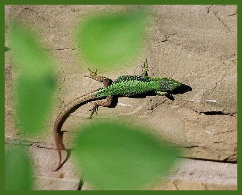 photo "On the hot sun" tags: nature, wild animals