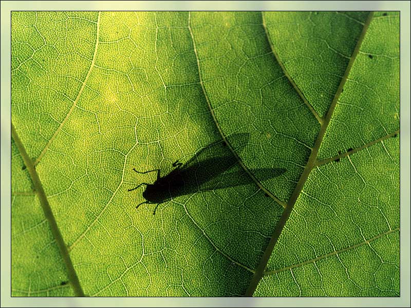photo "Fly on the leaf" tags: macro and close-up, nature, insect