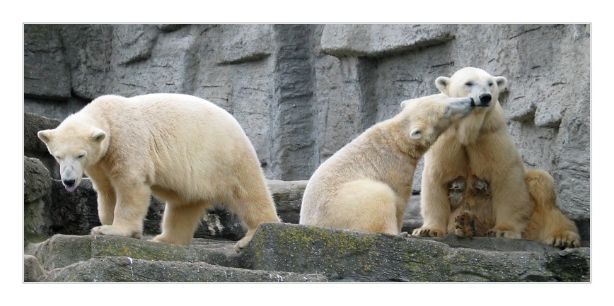 photo "Three Bears" tags: nature, wild animals