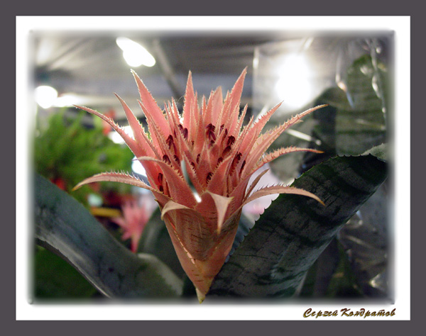 photo "Flower burst" tags: macro and close-up, nature, flowers