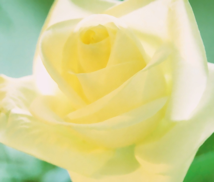 photo "Yellow tenderness" tags: macro and close-up, nature, flowers