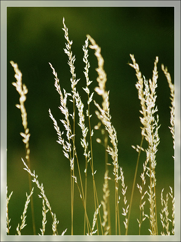 photo "Sunny blades of grass" tags: macro and close-up, nature, flowers