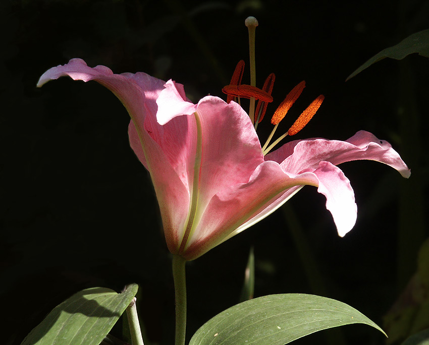 фото "свет и тень" метки: природа, цветы