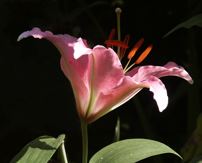 photo "light and shade" tags: nature, flowers