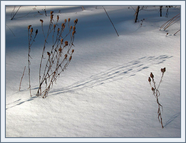 photo "Shadows" tags: nature, flowers