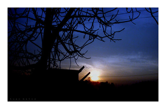 photo "Tree" tags: landscape, sunset