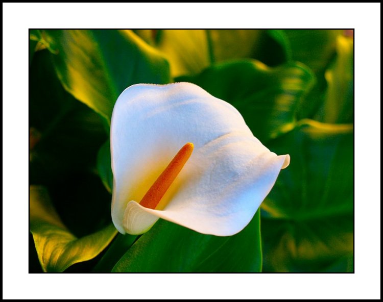 фото "White flower" метки: природа, цветы