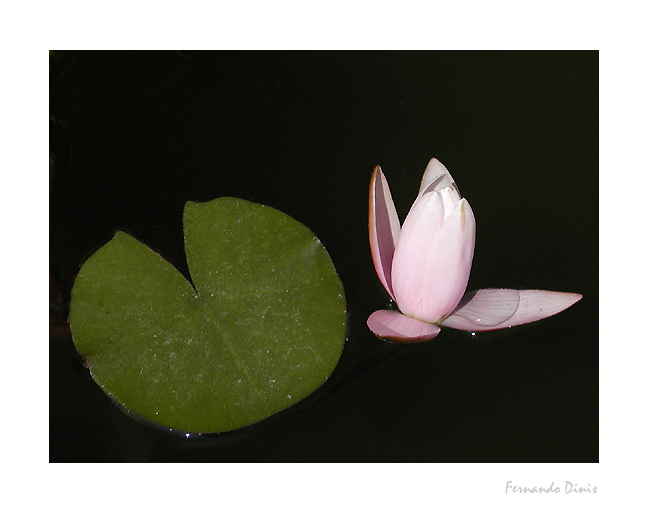 photo "Nenufar" tags: nature, flowers