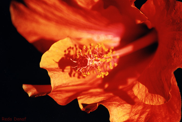 photo "Hibiscus" tags: nature, macro and close-up, flowers