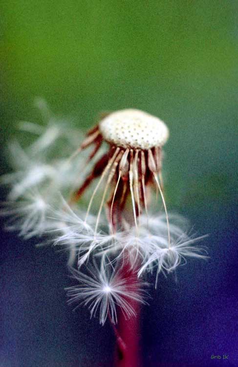 photo "It`s over..." tags: nature, flowers