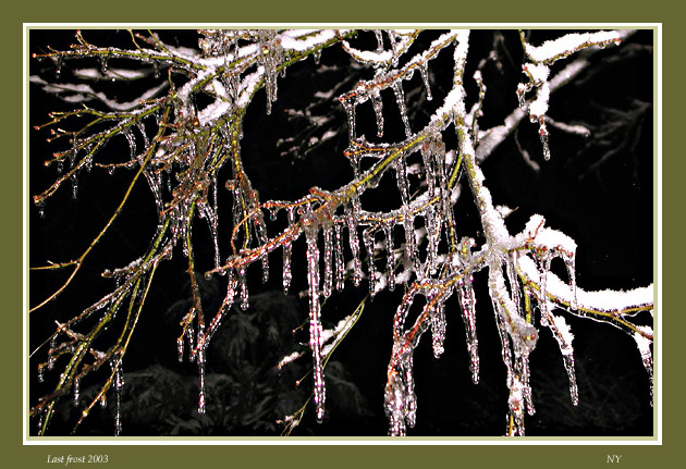 photo "Frost" tags: misc., 