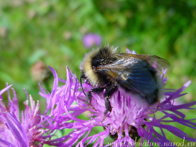 photo "Bee" tags: macro and close-up, nature, insect