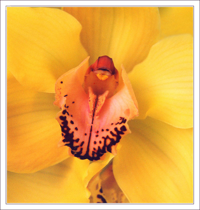 фото "Просто орхидея" метки: макро и крупный план, природа, цветы