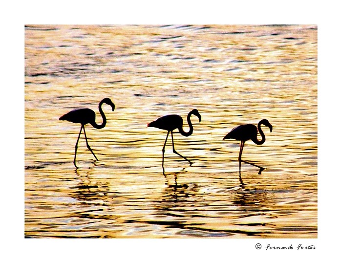 photo "Wave Dancing" tags: nature, wild animals