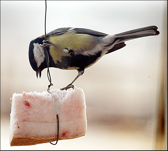 photo "Tasty acrobatics" tags: nature, 