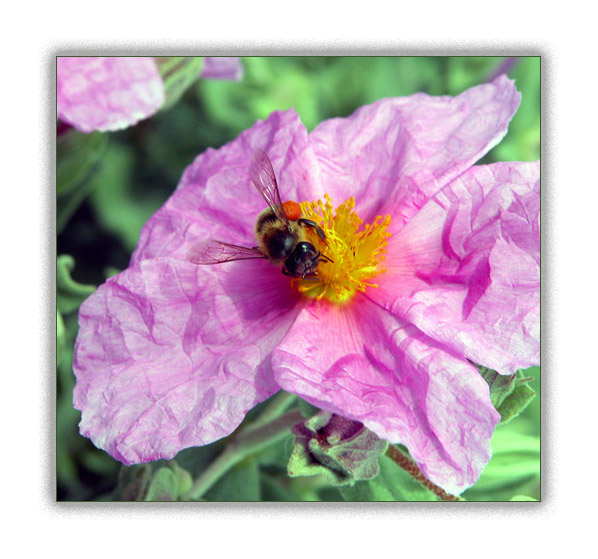 photo "Lunch time in my garden" tags: misc., 