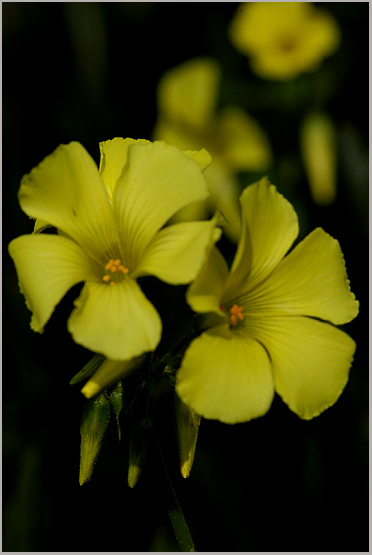 photo "Yellow flowers" tags: nature, flowers