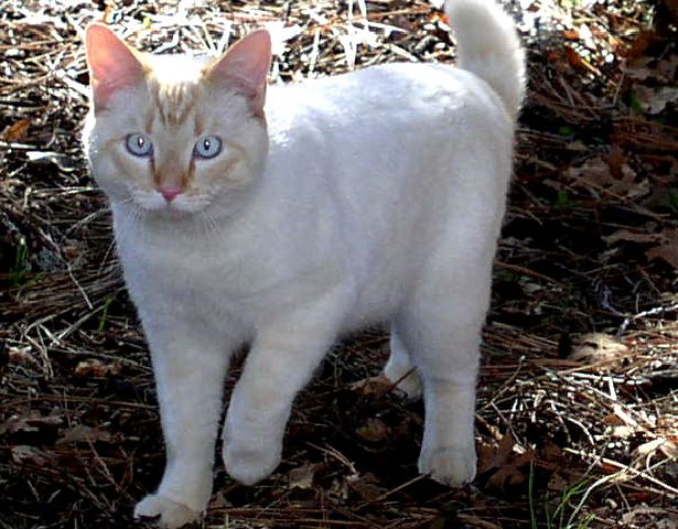 photo "Tip Toe Through the Pine Needles" tags: nature, portrait, pets/farm animals