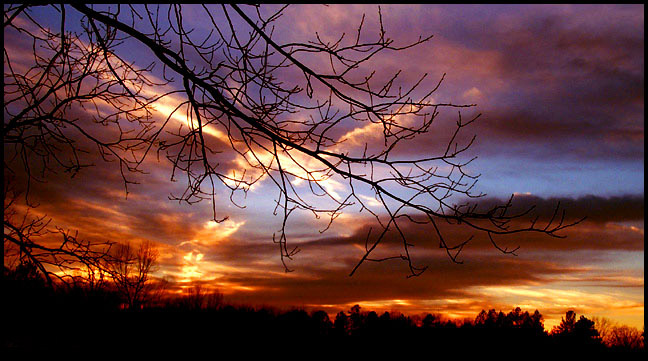 photo "Light Lines" tags: landscape, nature, flowers, sunset