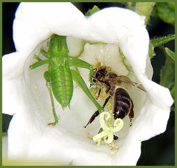 photo "Struggle for a dry place" tags: macro and close-up, 