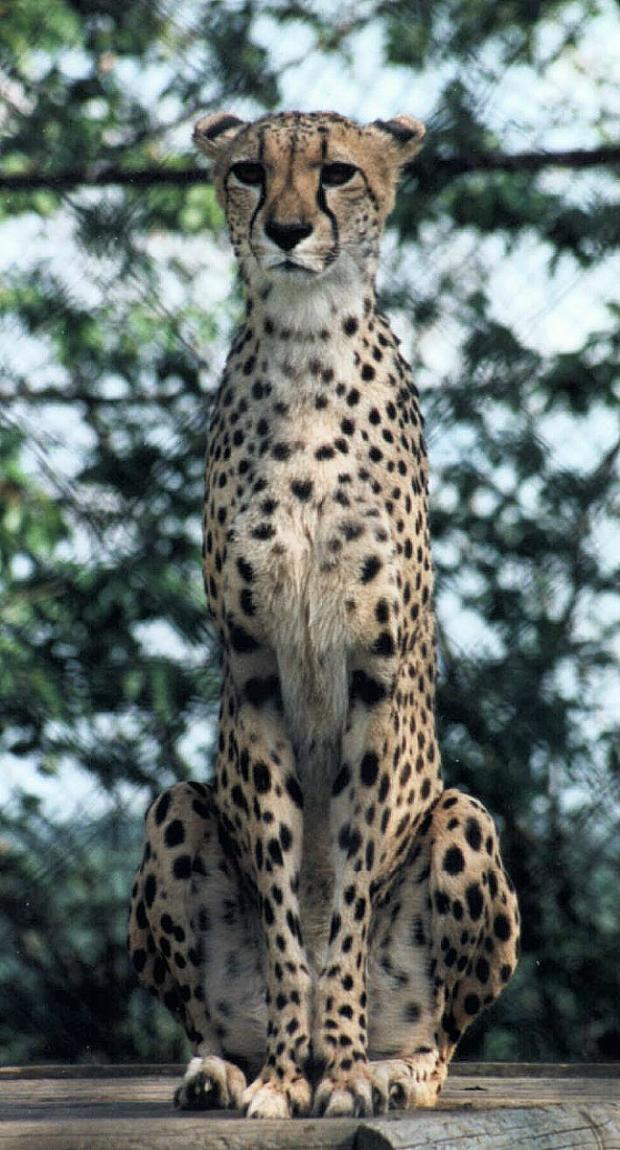 photo "Sentry Duty" tags: nature, wild animals