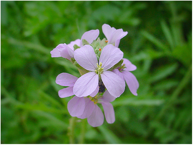 photo "***" tags: nature, flowers