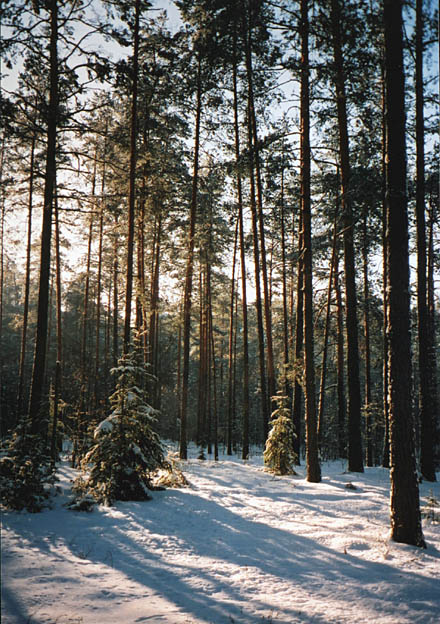 photo "Winter" tags: landscape, forest, winter