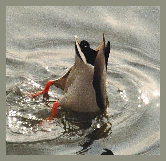 photo "The main thing a tail." tags: misc., nature, wild animals