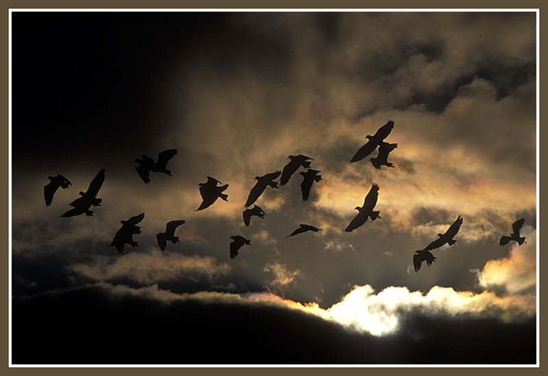 photo "Birdflight" tags: nature, wild animals