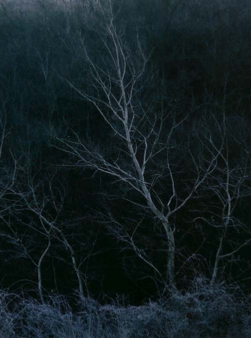 photo "Wood of the dreams" tags: landscape, nature, flowers, forest