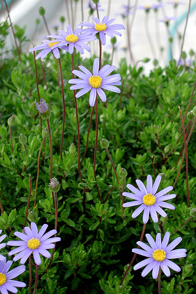 photo "FLOWERS in a GARDEN" tags: nature, flowers