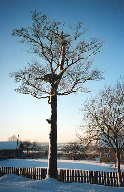 фото "Древо" метки: пейзаж, зима